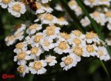 Achillea septentrionalis