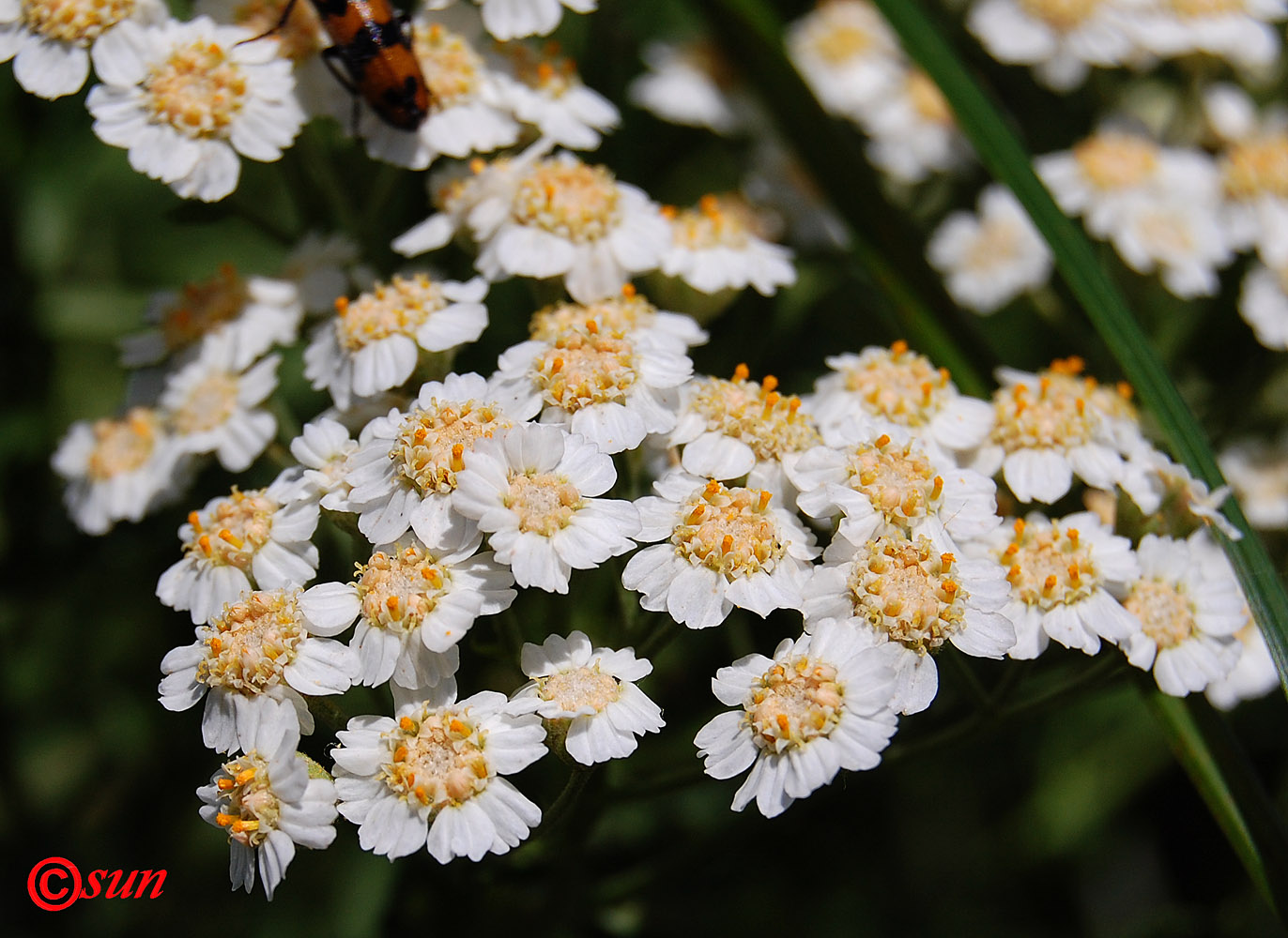 Image of Achillea septentrionalis specimen.