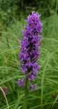 Dactylorhiza sibirica