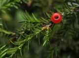 Taxus baccata