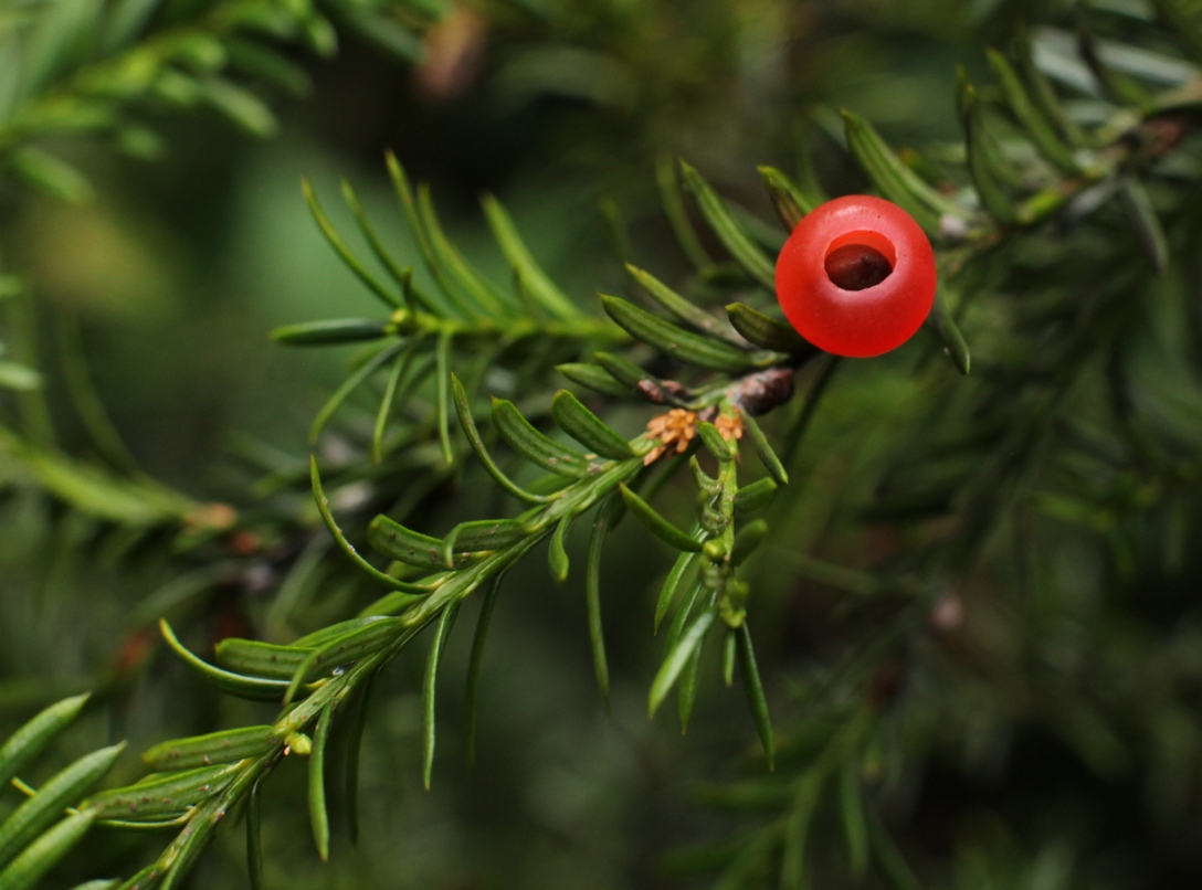 Image of Taxus baccata specimen.