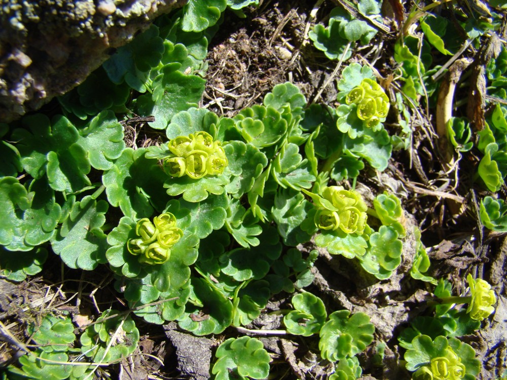 Image of Chrysosplenium nudicaule specimen.