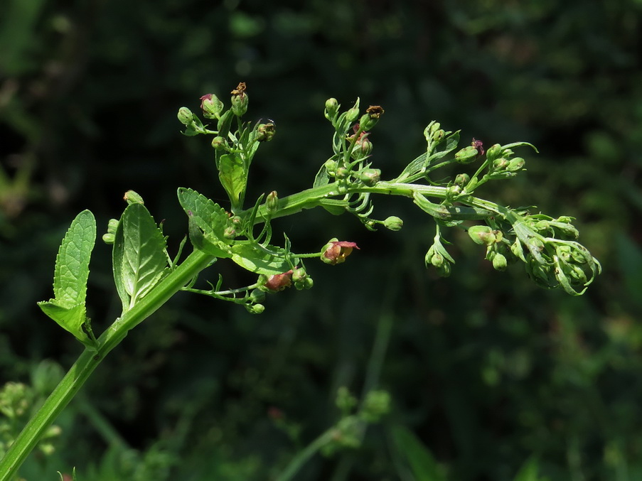 Изображение особи Scrophularia umbrosa.