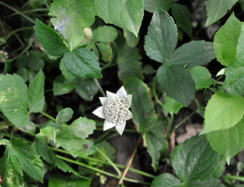 Image of Astrantia maxima specimen.