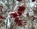 Sorbus commixta