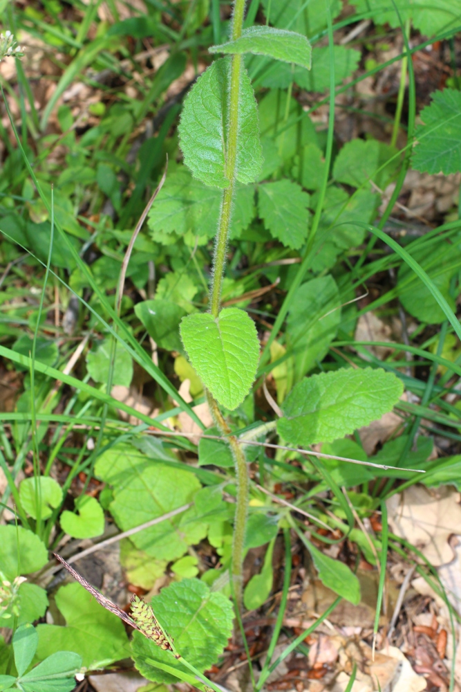 Image of Verbascum spectabile specimen.