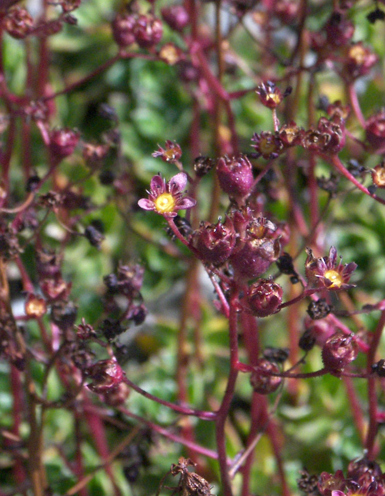 Изображение особи Saxifraga kolenatiana.