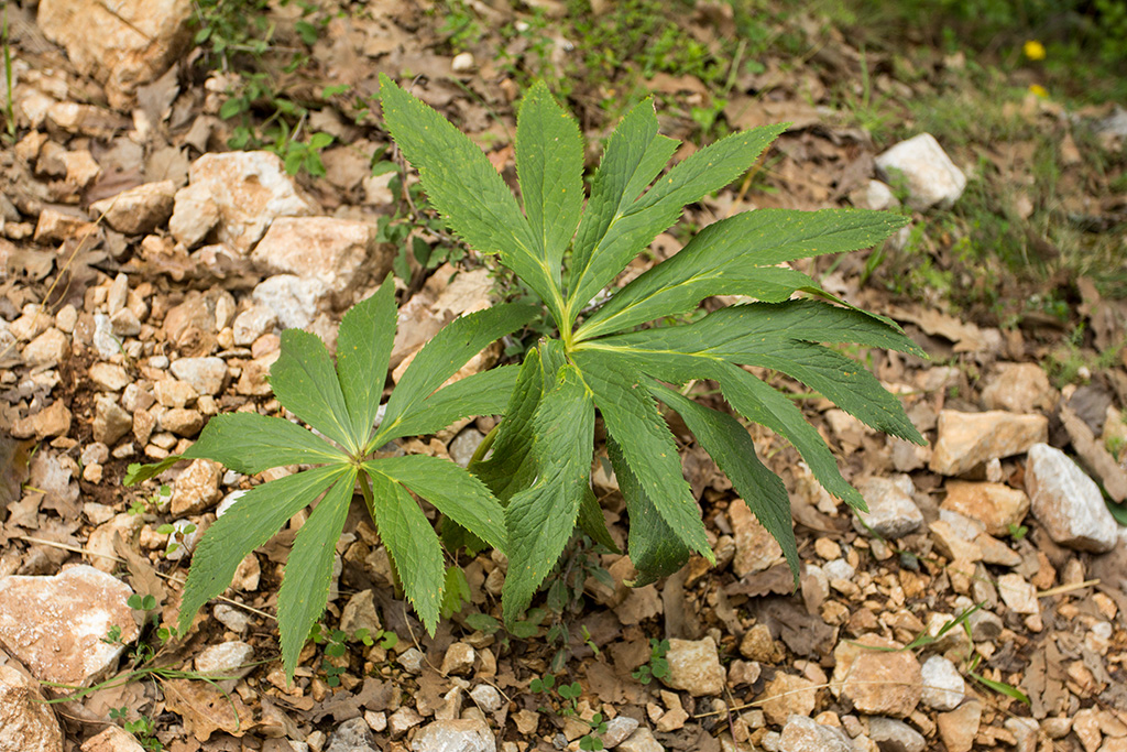 Изображение особи род Helleborus.