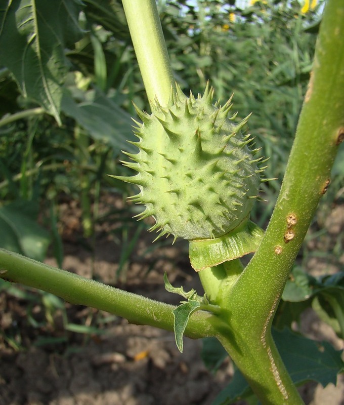 Изображение особи Datura stramonium.