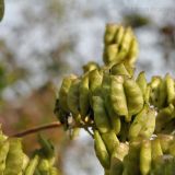 Cimicifuga dahurica. Плоды. Приморский край, Уссурийский гор. округ, окр. с. Монакино, пойма ручья. 23.09.2014.