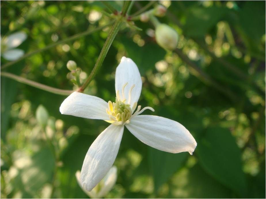 Image of genus Clematis specimen.