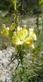 Linaria ruthenica. Верхушка цветущего растения. Крым, Ялта, ущелье Уч-Кош. 05.08.2009.