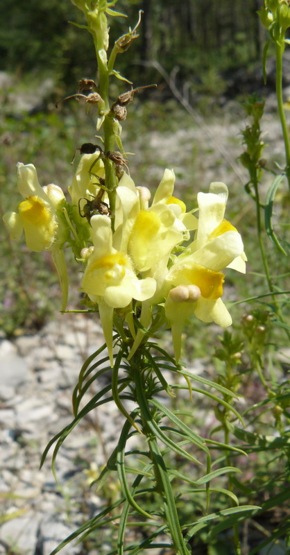 Изображение особи Linaria ruthenica.