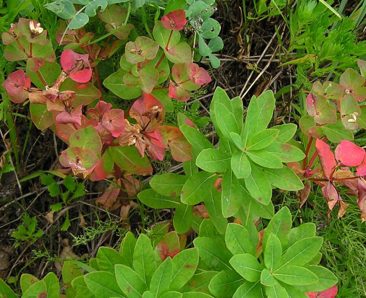 Изображение особи Euphorbia komaroviana.