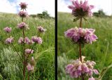 Phlomoides tuberosa