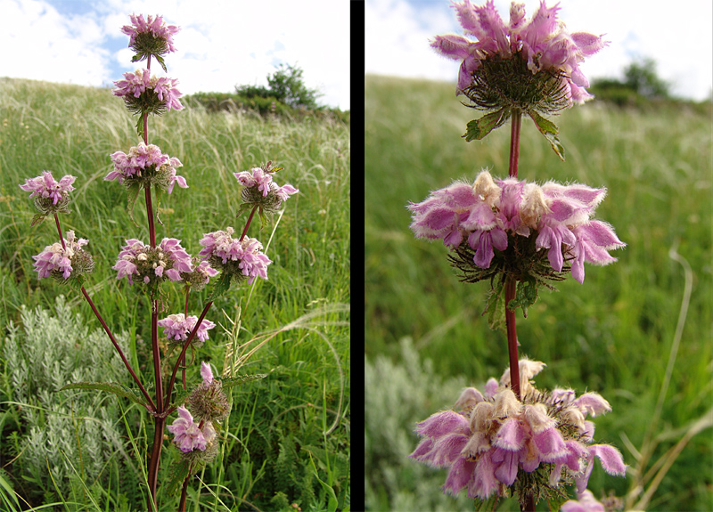 Изображение особи Phlomoides tuberosa.