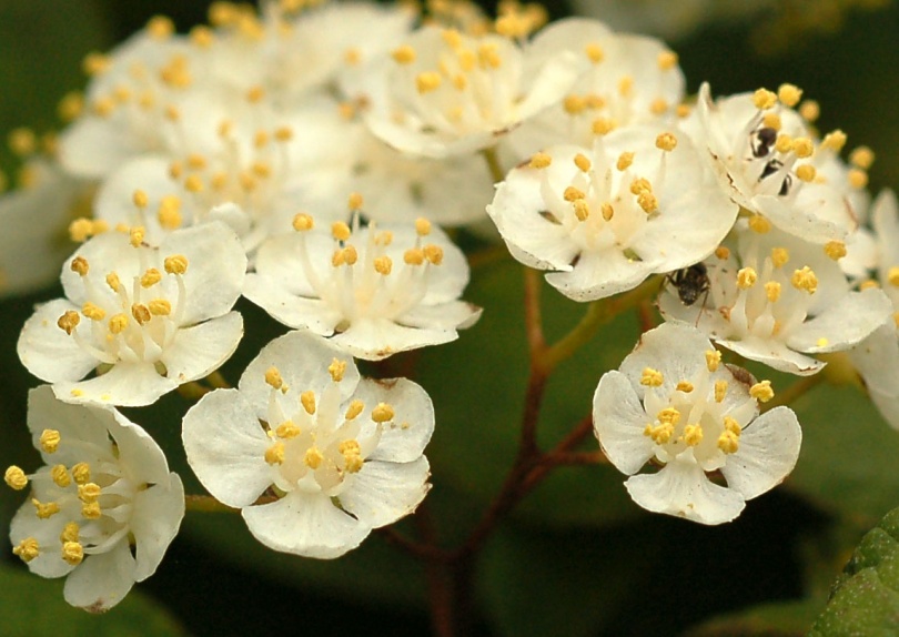 Image of Deutzia parviflora specimen.