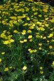 Ranunculus grandifolius
