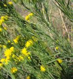 Galatella linosyris
