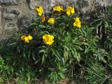 Cheiranthus cheiri. Цветущее растение. Великобритания, Шотландия, Эдинбург, Calton Hill. 5 апреля 2008 г.