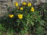 Cheiranthus cheiri