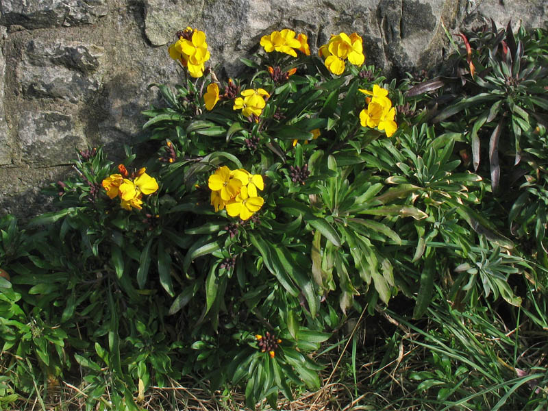 Image of Cheiranthus cheiri specimen.