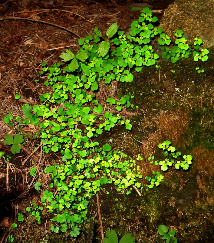 Image of Chrysosplenium sedakowii specimen.