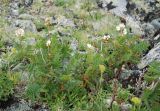 Sorbaria grandiflora. Цветущие растения. Бурятия, плато п-ова Святой Нос, ≈ 1800 м н.у.м., каменистый склон. 22.07.2009.