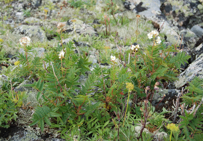 Image of Sorbaria grandiflora specimen.