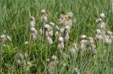 Eriophorum angustifolium