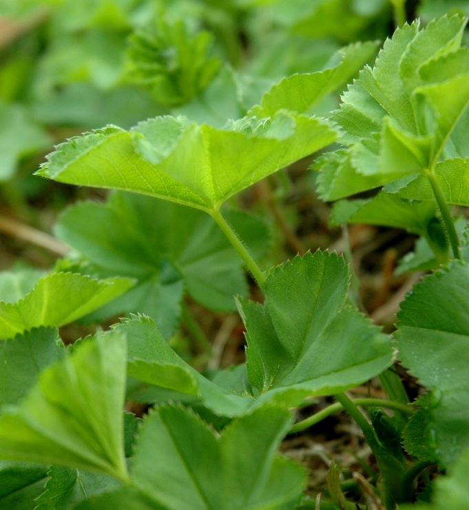 Изображение особи Alchemilla subcrenata.