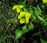 Viola acutifolia