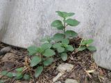 Syringa vulgaris. Ювенильные растения. Краснодарский край, Кущёвский р-н, станица Шкуринская, отмостка фундамента. 7 июля 2015 г.