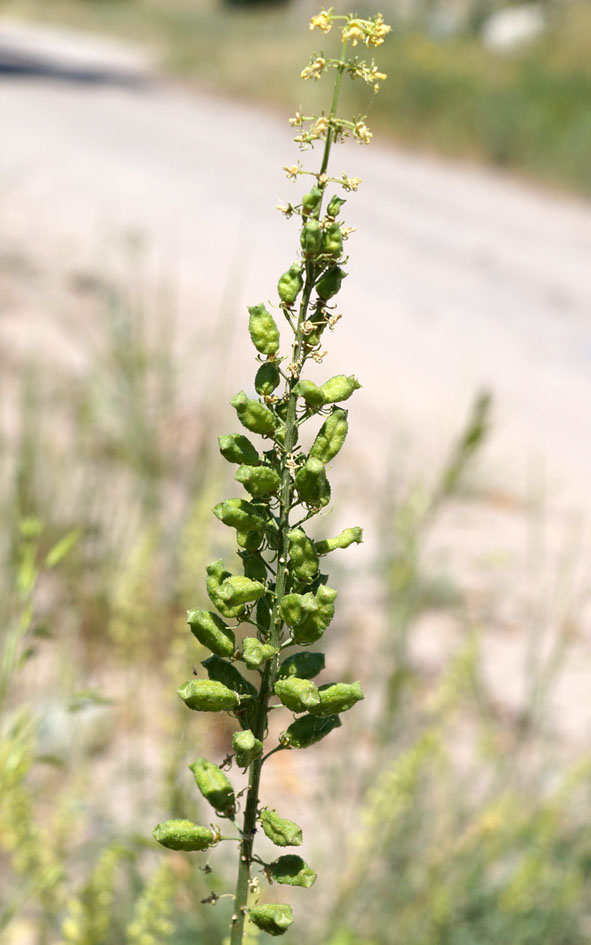 Image of Reseda lutea specimen.