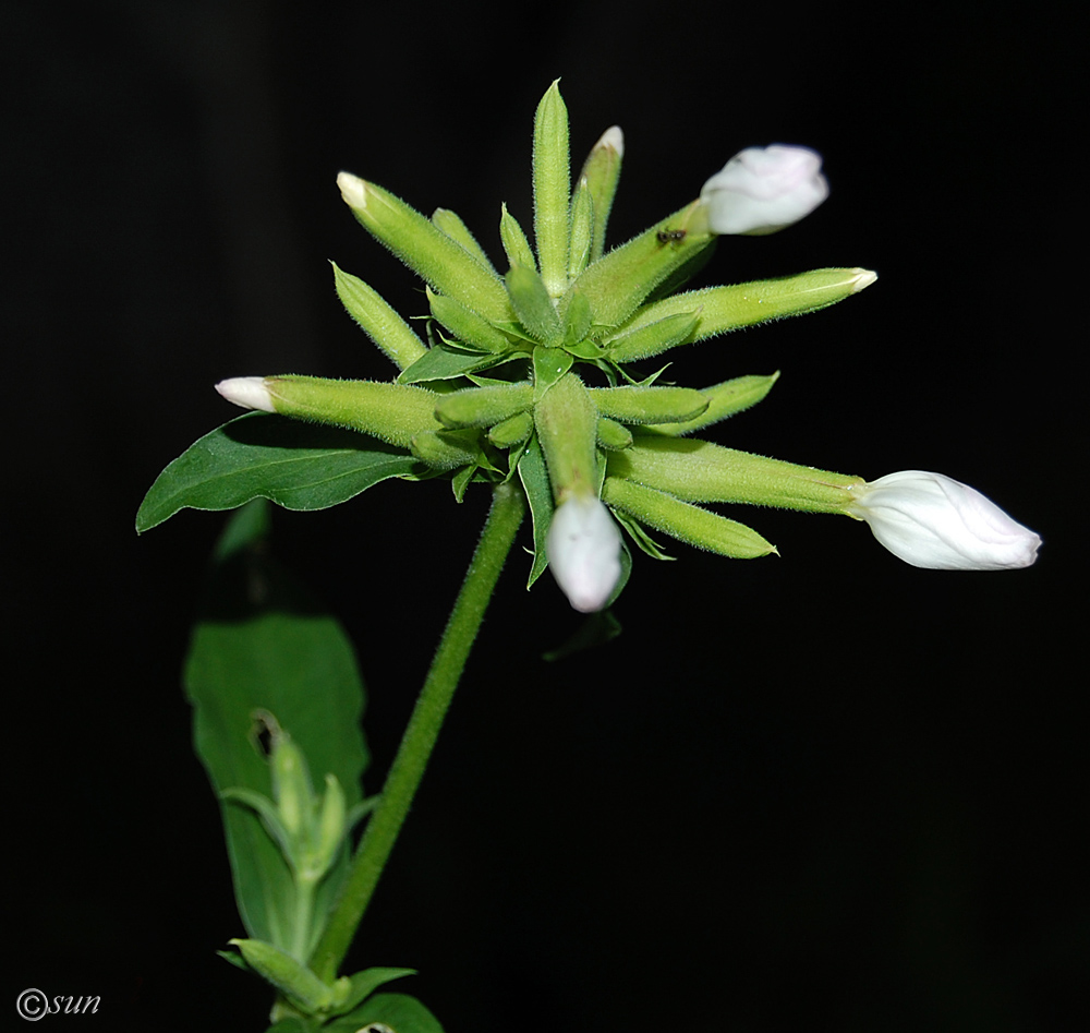 Изображение особи Saponaria officinalis.