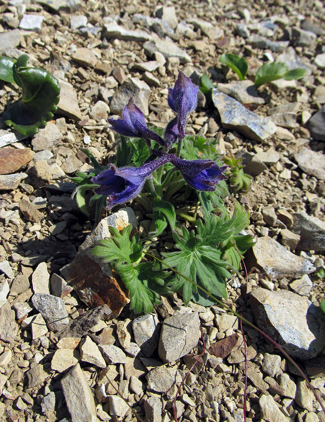 Изображение особи Delphinium brachycentrum ssp. beringii.