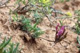 Astragalus dolichocarpus. Цветущее растение. Узбекистан, Ташкентская обл., Кибрайский р-н, предгорные холмы в окр. пос. Майский. 28.03.2015.