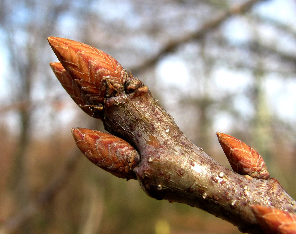 Image of Quercus petraea specimen.
