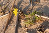 Hieracium umbellatum разновидность dunale. Цветущее растение на песчаном пляже. Ленинградская обл., Кингисеппский р-н, окр. пос. Новое Гарколово, побережье Финского залива. 12.09.2015.