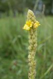 Verbascum thapsus. Верхушка соцветия с цветками и завязавшимися плодами. Псковская обл., Опочецкий р-н, 393 км шоссе М20, старая залежь, край грунтовой дороги. 14.07.2015.