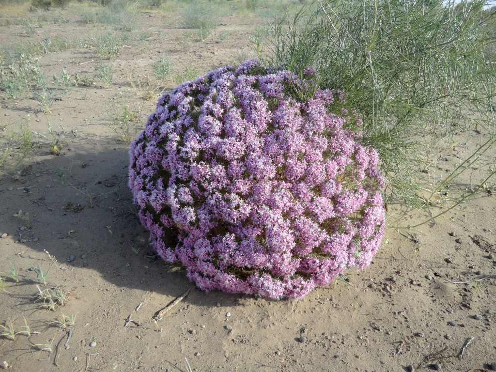 Изображение особи Acanthophyllum stenostegium.