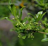 Euonymus europaeus. Ветвь с соцветиями и молодыми листьями. Московская обл., Раменский р-н, окр. дер. Хрипань, садовый участок. 11.05.2015.
