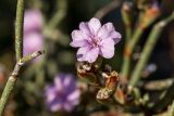 Limonium virgatum