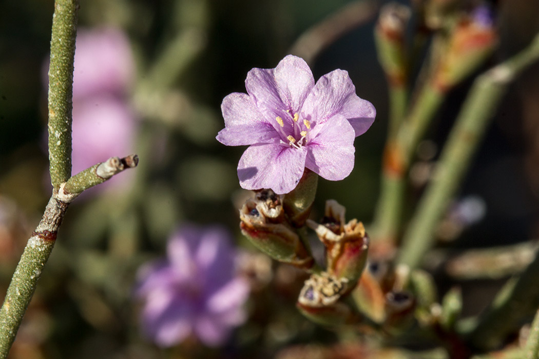 Изображение особи Limonium virgatum.