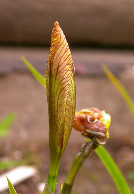 Image of Iris bloudowii specimen.