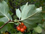 Crataegus chlorocarpa