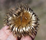 Alfredia acantholepis. Прошлогодний сухой плод. Кыргызстан, Нарынская обл., левый берег долины р. Нарын, окр. Таш-Башата. 22.04.2015.