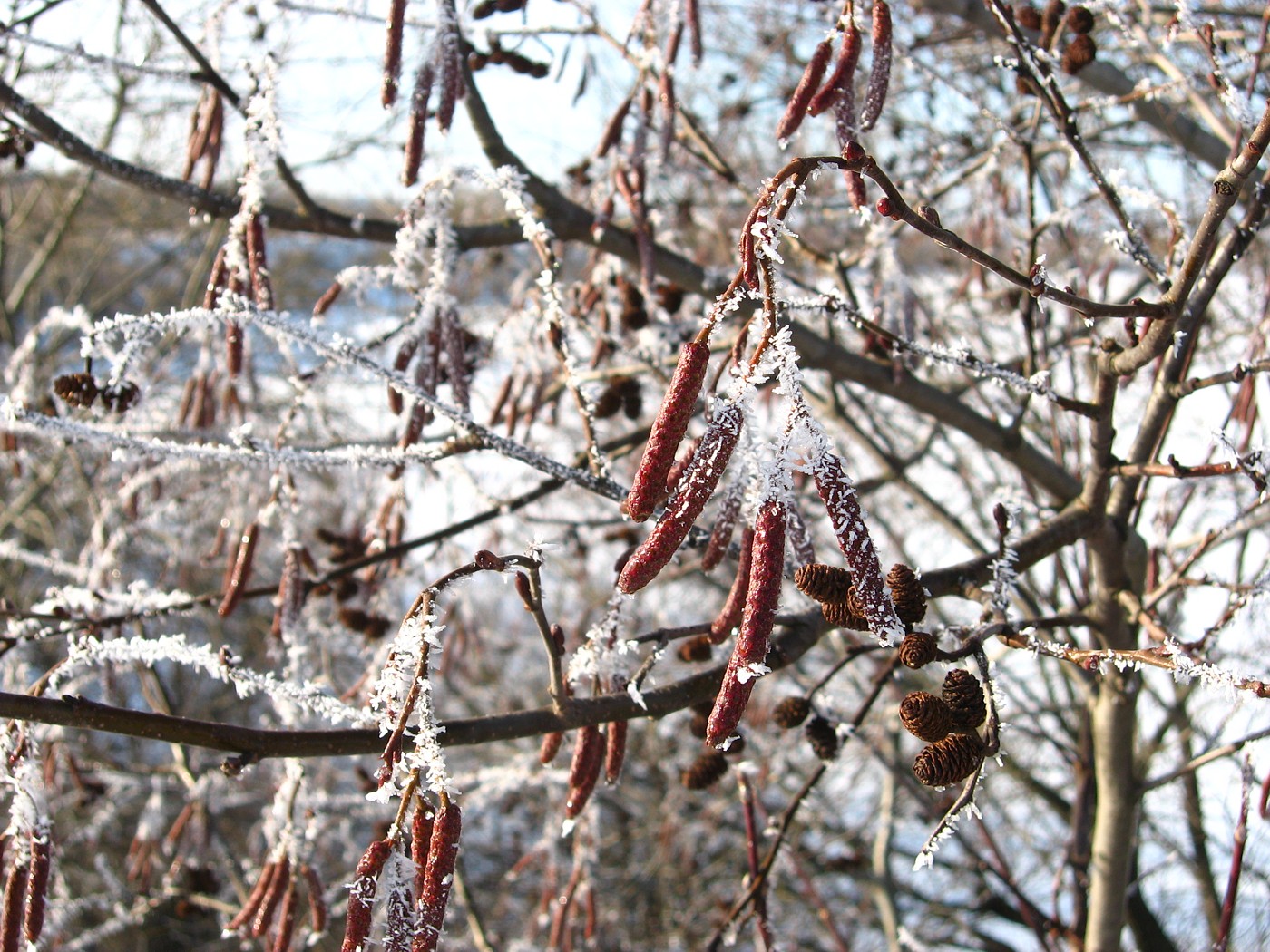 Изображение особи Alnus glutinosa.