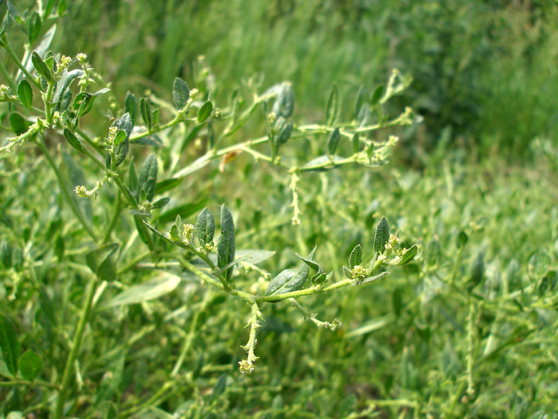 Image of Euclidium syriacum specimen.