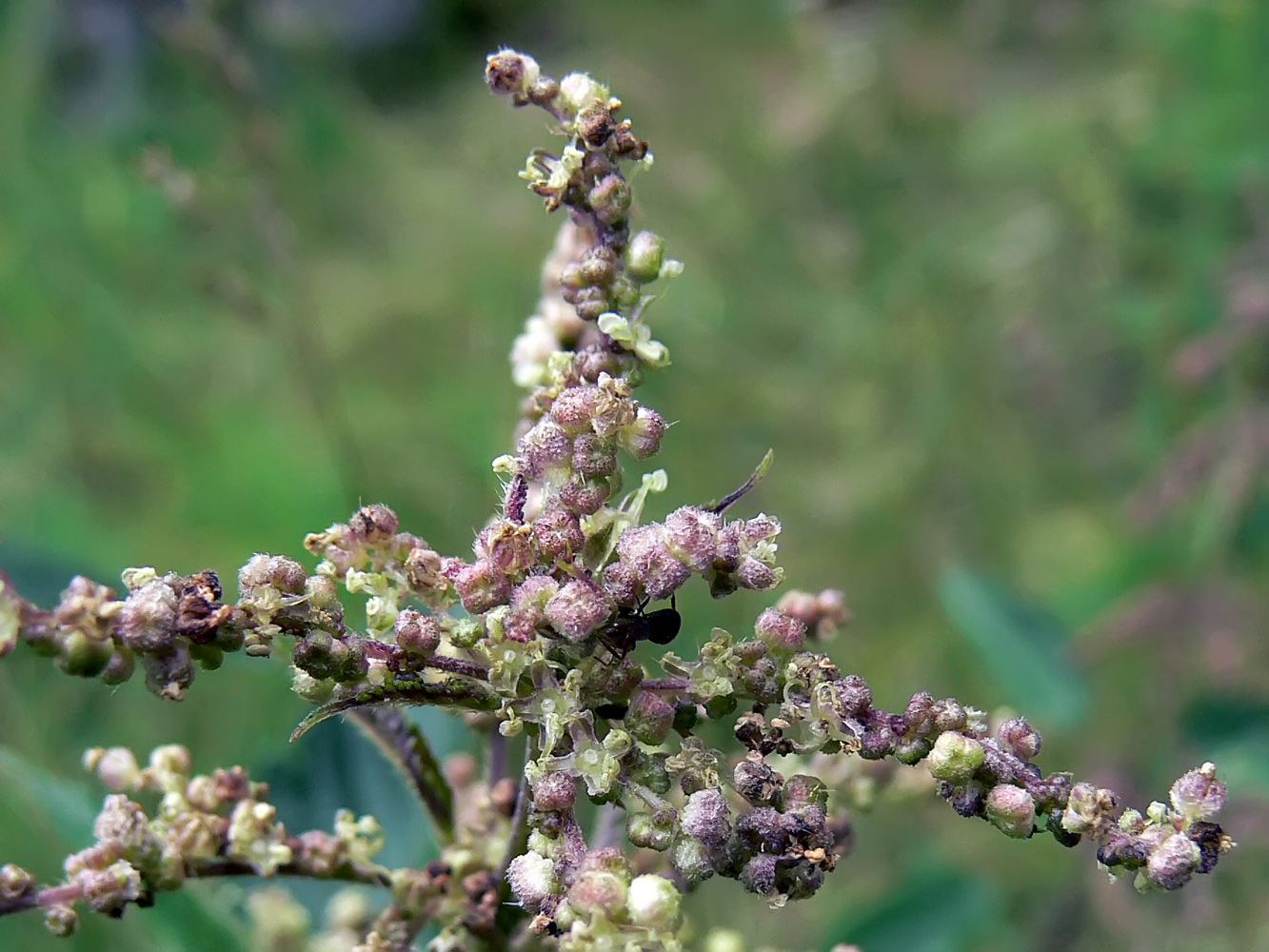 Image of Urtica dioica specimen.